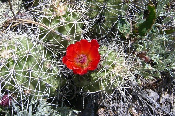 Cactus flower along the trail. 