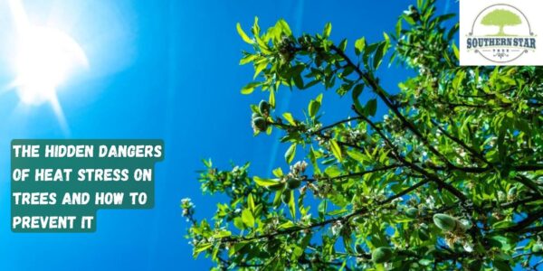 hidden dangers of heat stress on trees