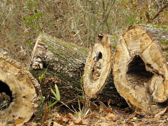 hollow logs, dead trees, firewood, fungi, lichens, moss, alabama