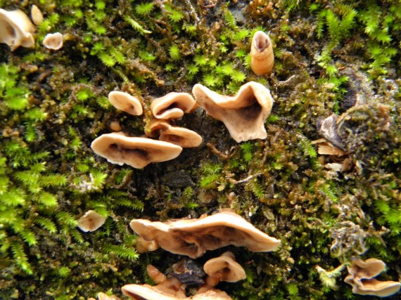 fungi on dead hollow logs in Alabama