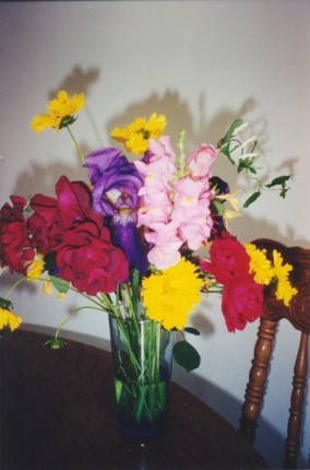 I grew all these flowers