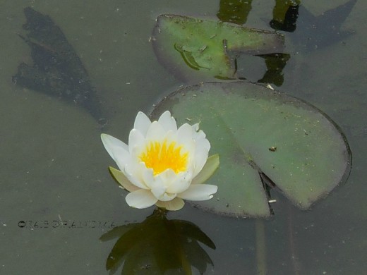Close up of water lily