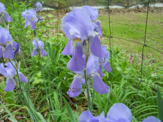 An iris bed blooming by the driveway