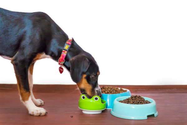 biggest mistake you could be making with your dogs diet