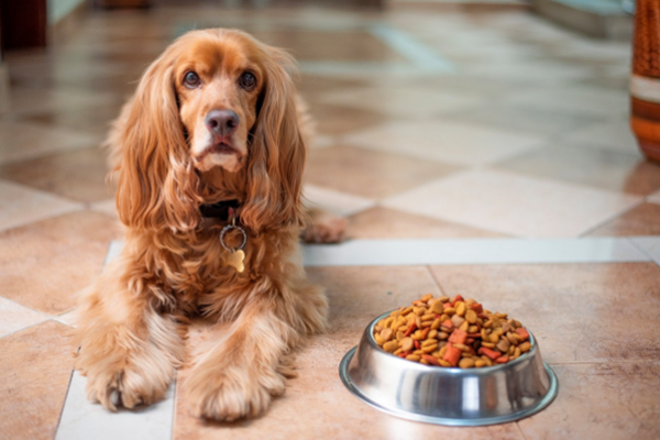 biggest mistakes you might be making when feeding your dog