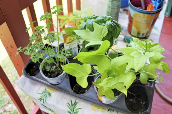 herb plants