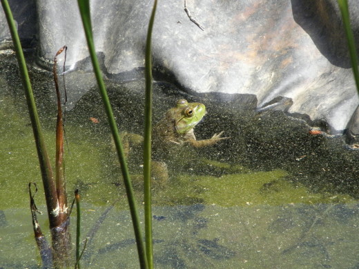 One of the frogs that croaked all night long. 