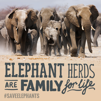 Elephants herds are families that stay together for life. 