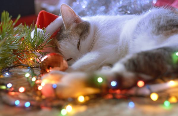 Keep your pet safe over the holidays