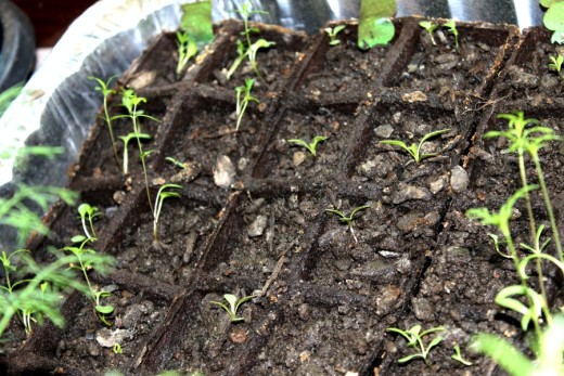 The seedlings today. 